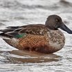 Northern Shoveler